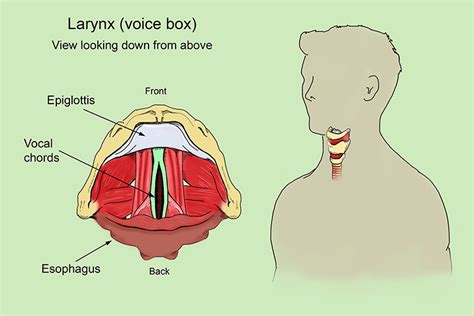 The Larynx Or Voice Box Contains Your Vocal Chords