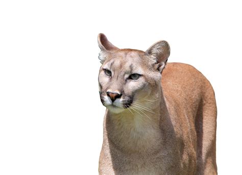 Cougar On White Background Free Stock Photo Public Domain Pictures