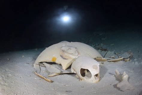 เผยภาพถ่ายน่าขนลุกภายในสุสานเต่าใต้มหาสมุทร เชื่อที่พักพิงสุดท้ายเพื่อ ...
