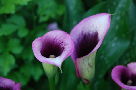 light purple calla lily imgur