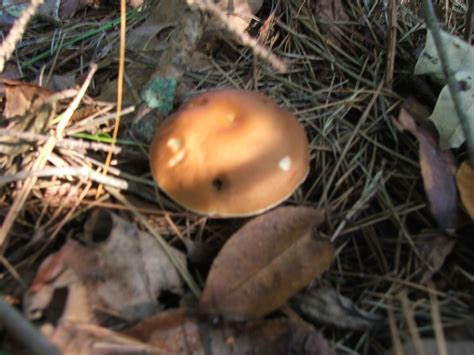 Noobie Need Help On Some Georgia Shrooms Mushroom Hunting And