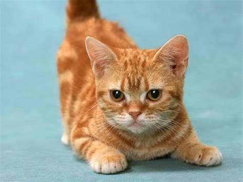 30 Most Awesome Orange Manx Cat Pictures And Images