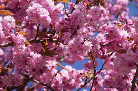 Pink Blooming Tree Photograph By Robert Braley