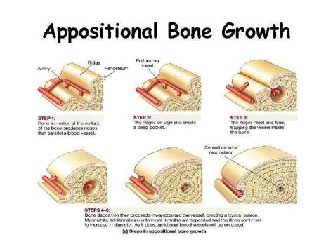 Bone Tissue Ch 6 Histology Of Bone