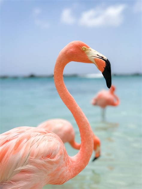 Free photo: Flamingo - Animal, Neck, Stockimage - Free Download - Jooinn