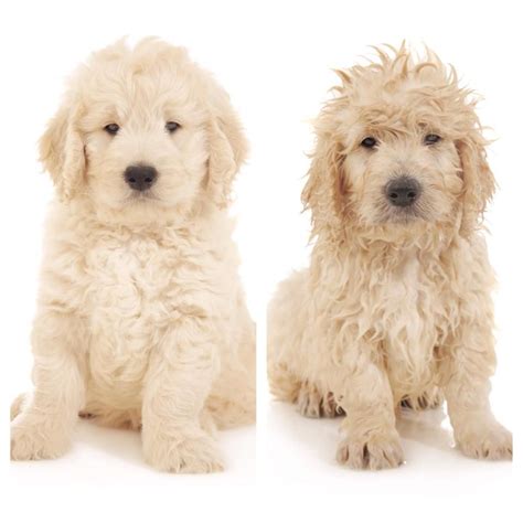The goldendoodle teddy bear cut: Pictures Of Teddy Bear Golden Doodle Cut - Wavy Haircut
