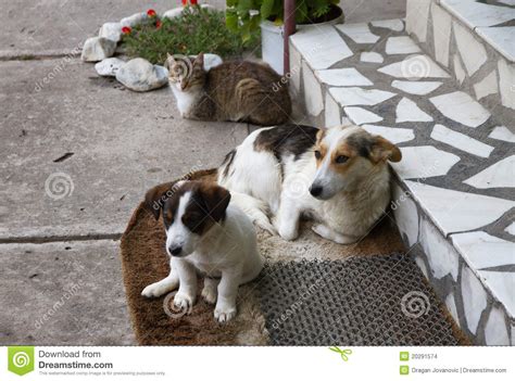 Two Dogs And One Cat Stock Photo Image Of Domestic White 20291574