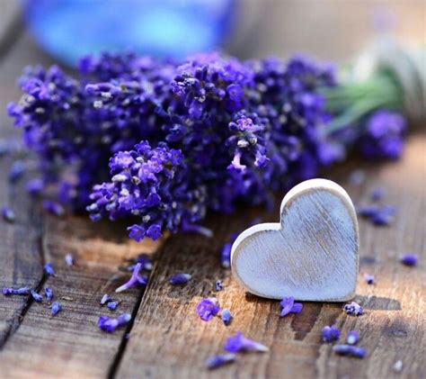 Good Morning Lavendel Lavendelblüten Provence Lavendel