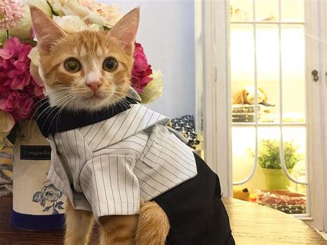 Los Gatos Más Graciosos En Instagram ¡15 Fotos Para Reírse 1 El Rey