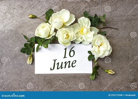 June 16th Day 16 Of Month Calendar Date White Roses Border On Pastel