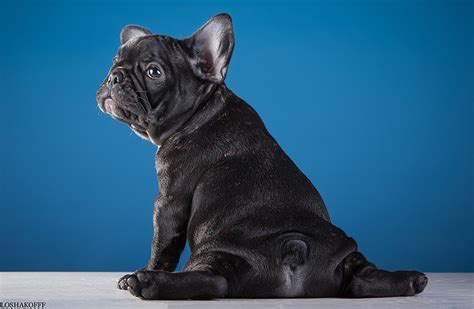 Fondos De Pantalla Bulldog Francés Perro Negro Animalia Descargar Imagenes