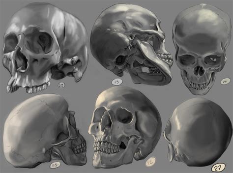 Drawing Practise Human Skulls 2 By Ignaziodelmar On Deviantart