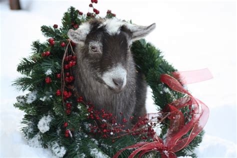 Welcome To Animal Cognizance Christmas Animals Goat Picture Goats