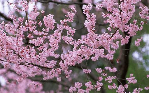 Download Wallpaper 3840x2400 Flower Tree Branch Spring Nature
