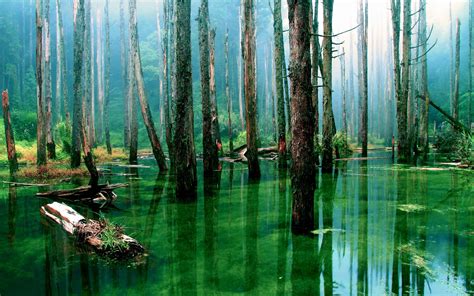 Wallpaper Sunlight Forest Lake Water Nature Reflection Green