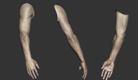 Human Arm Bone Anatomy Pin By Igor Lima On Arm Anatomy In 2020 Arm