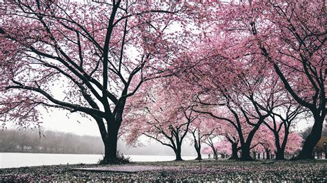 3840x2160 Cherry Blossoms Trees 4k 4k Hd 4k Wallpapers Images