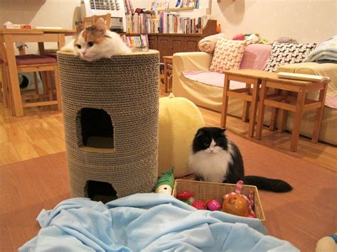 The Crazy Cat Café Opens In Milan The Coffee Bar With Cats To Cuddle