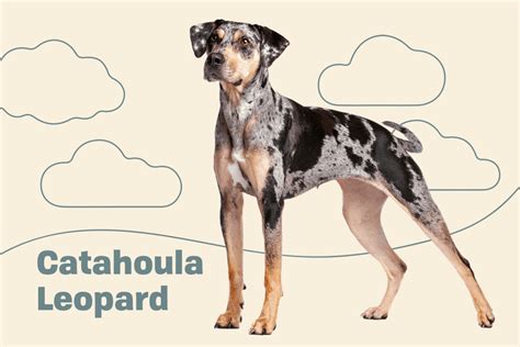 Catahoula Leopard Catahoula Leopard Cur Dog Breed Information