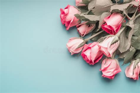 Lovely Pink Pale Roses Bunch On Turquoise Blue Background Stock Image
