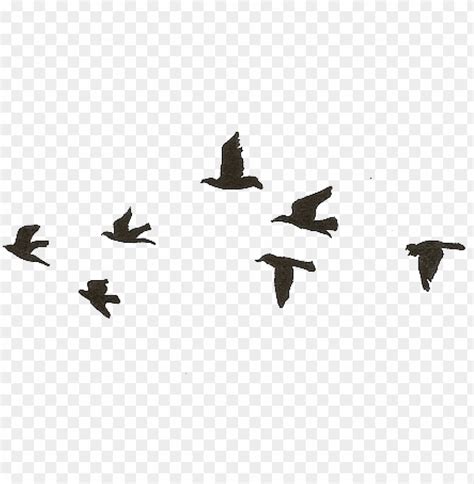 Animated Bird Gif Transparent The Best 18 Transparent Moving Animated