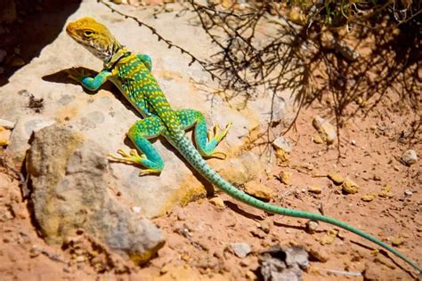 20 Species Of Lizards In Texas With Pictures Wildlife Informer