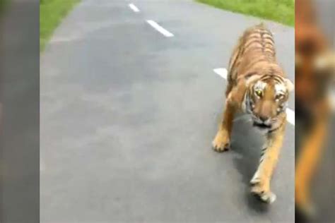 Tiger Viral Video Frightening Video Of A Tiger Chasing Motorcyclist