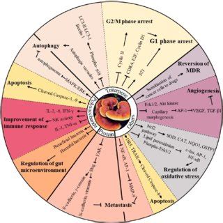 An Overview Of The Numerous Anti Tumour Bioactivities Of Ganoderma Download Scientific Diagram