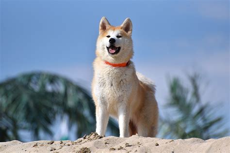 The Akita Dog Top Facts And Info Animal Corner