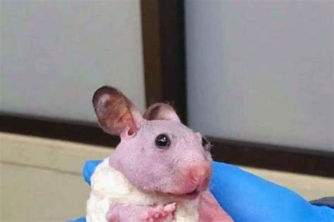 Hairless Hamster Gets Tiny Sweater