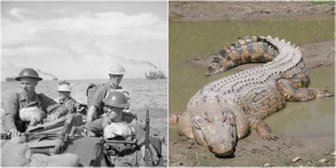 An Army Of 1000 Japanese Soldiers Was Decimated By Saltwater Crocodiles
