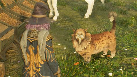 Hogwarts Legacy Kneazle Locations How To Find The Magical Cat