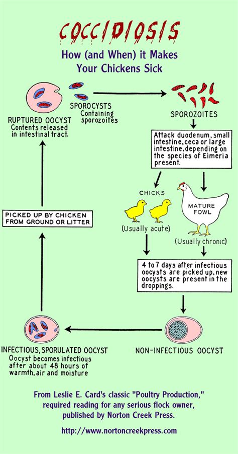How Coccidiosis Makes Your Chickens Sick Infographic Robert