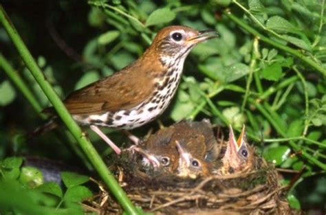Wood Thrush Attracting Birds Birds And Blooms