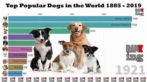 Top Popular Dogs In The World 1885 2019 Youtube