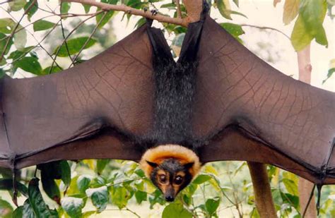 The genus to which it belongs, acerodon, includes four other megabat. Pin on Amazing creatures III BATS