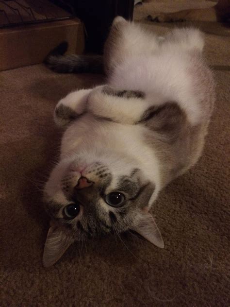 The Silliest Of Cats Rcurledfeetsies