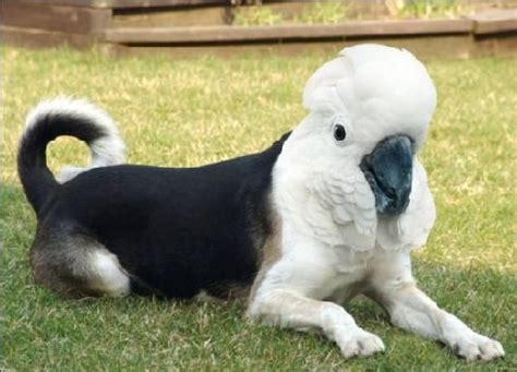 Funnylookinganimals Weird Looking Animals Animal Mashups