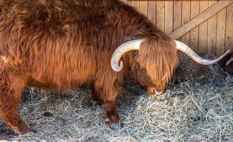 Scotland Highland Cattle Highland Bull In The Farm Yard Stock Image