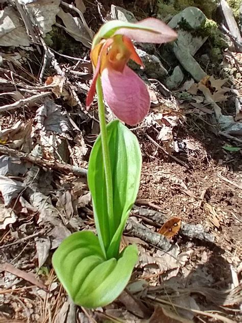Pink Lady’s Slipper Cypripedium Acaule Western Carolina Botanical Club