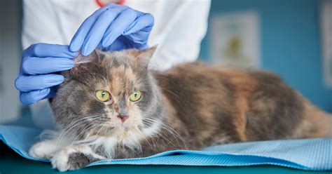 Symptoms Of Lymphoma In Cats Emergency Vet 247