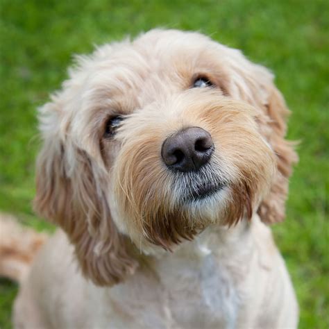 He gets along great with children and other pets. Cockapoo Puppies For Sale & Breeders In California