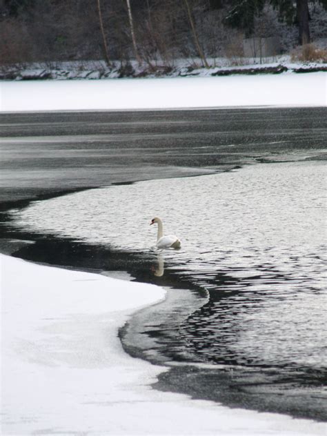 Swan Lake Swan In Open Water On Kingston Lake Cranbrook Flickr