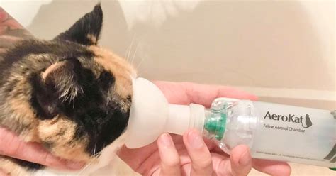 Cat Asthma Pdsa