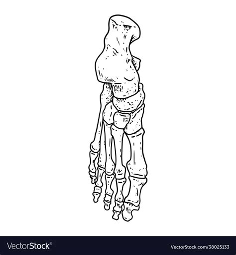Bones A Human Foot Skeleton Part Anatomy Vector Image