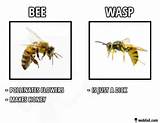 Difference Between Wasp And Hornet Photos