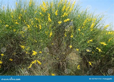 Arbusto Con Flores Amarillas Imagen De Archivo Imagen De Tropical