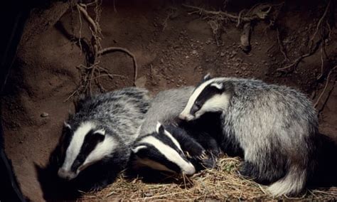 Poll Should The Government Cull Badgers Or Vaccinate Them Focusing