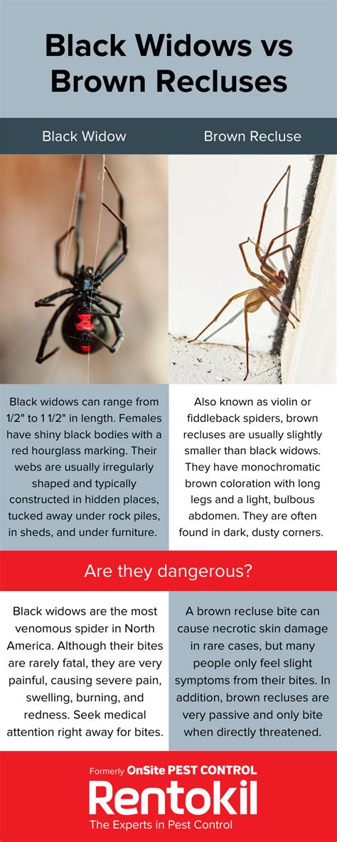 The Dangers Of Spiders In The Fall Onsite Pest Control