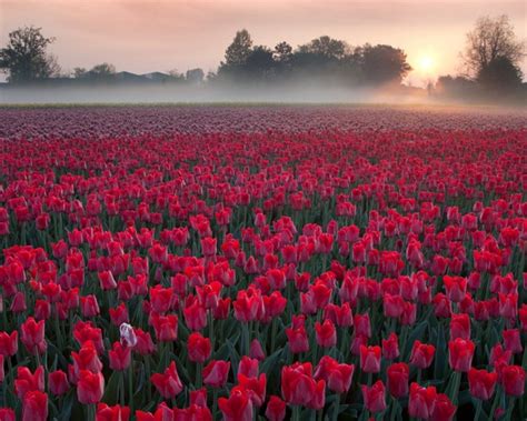 Flowers Field With Red Tulips Sunrise Morning Mist